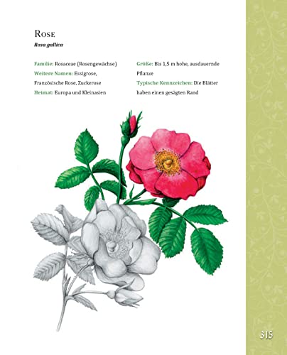 Das große Buch der Hildegard von Bingen: Bewährtes Heilwissen für Gesundheit und Wohlbefinden - 7